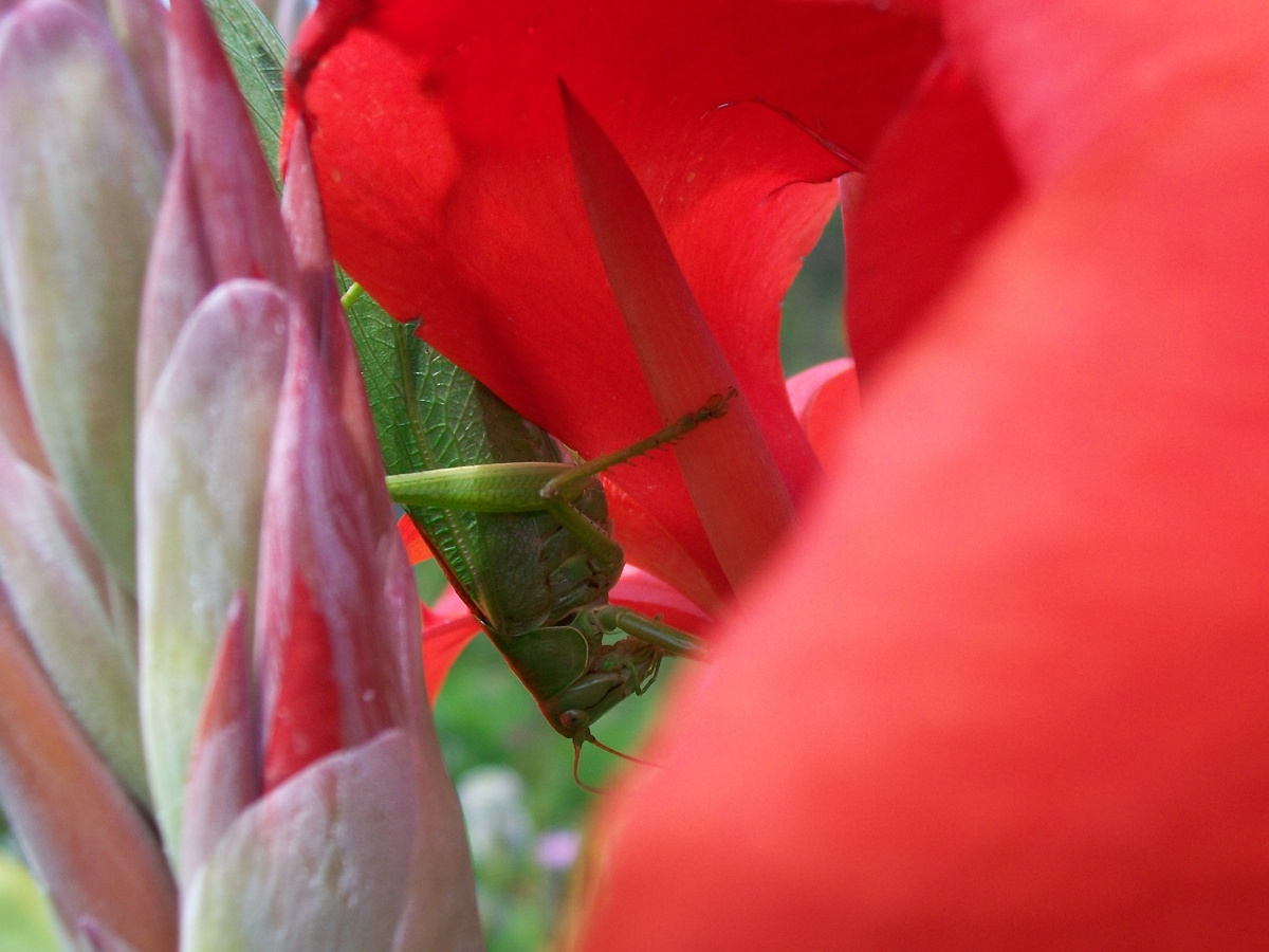 Фото для "красоты". Долго я за этим кузнечиком "охотилась"