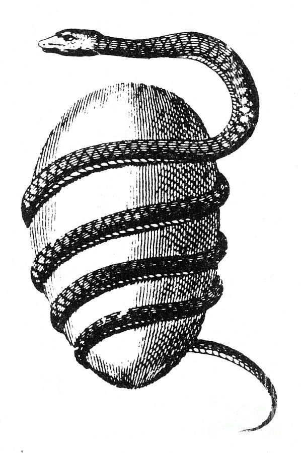Орфическое яйцо (космическое яйцо)