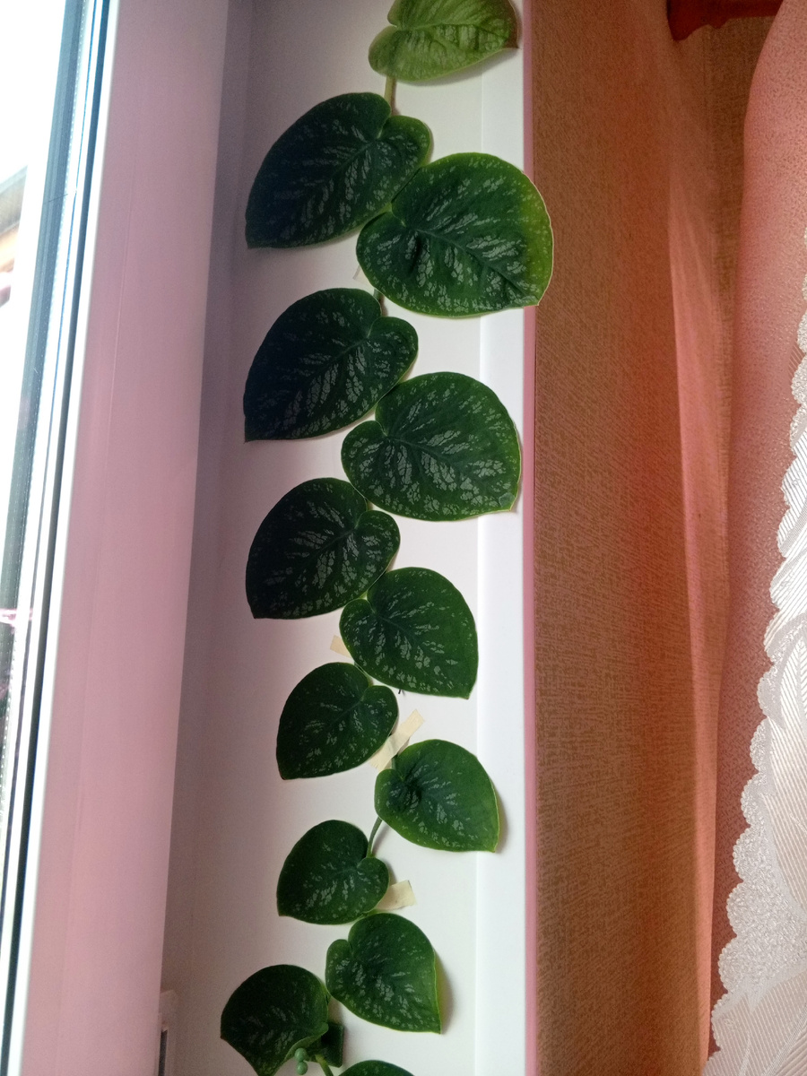 Моя Монстера Дубиа, в объектив полностью не помещается 😃