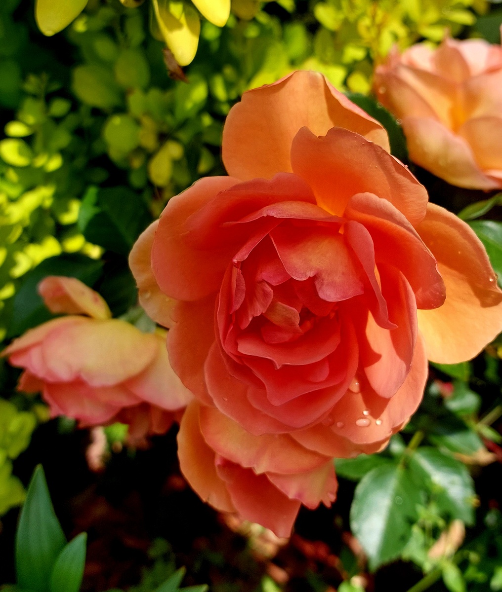 Пэт Остин. "Остинка"