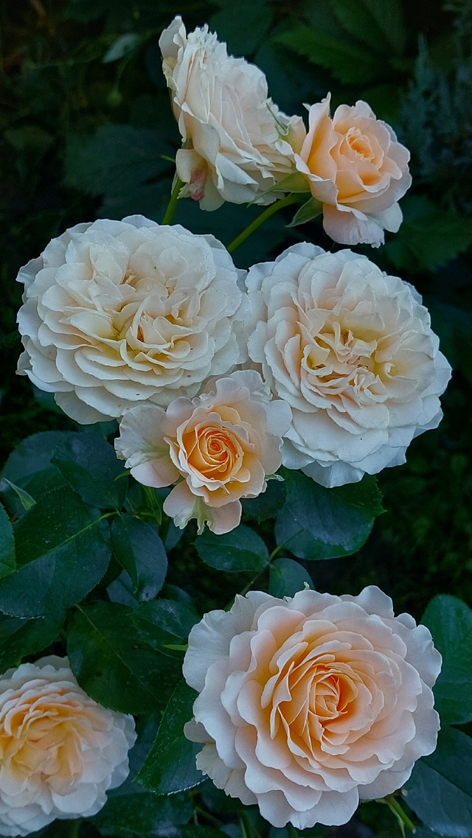 Маджори Маршал. Шраб