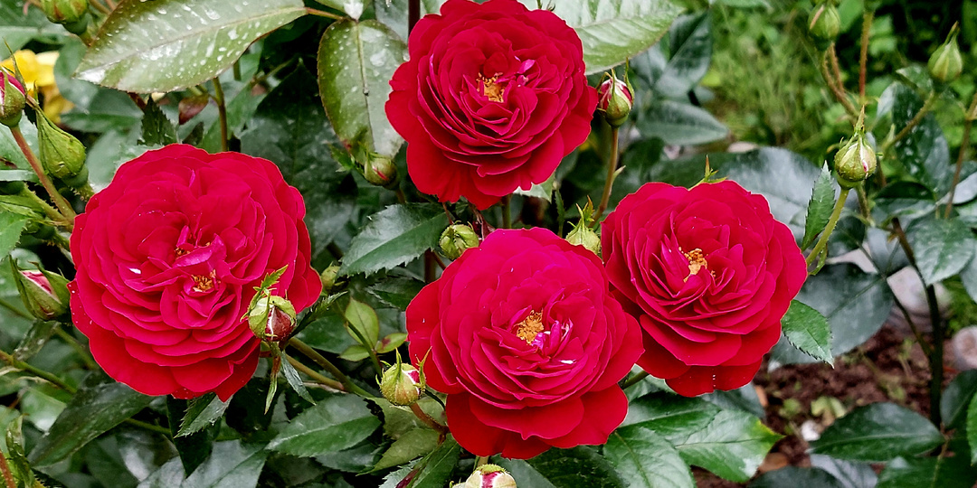 "Розовые бусы". Вопросы - ответы про розы. 21 апреля 2025 года