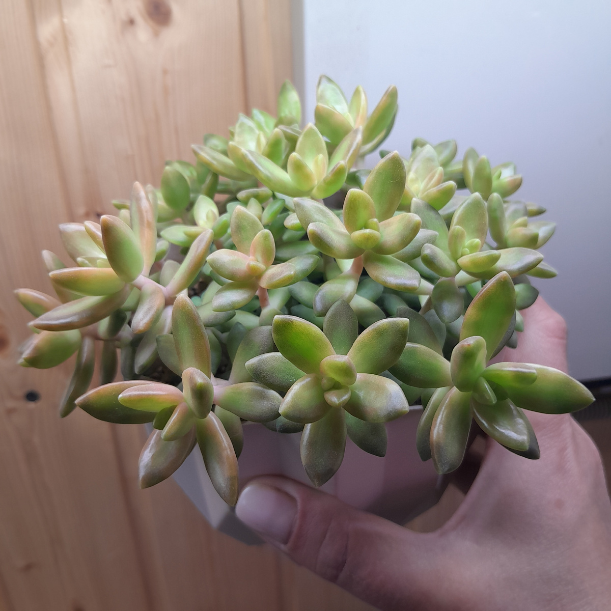 Седум Нуссбаумера