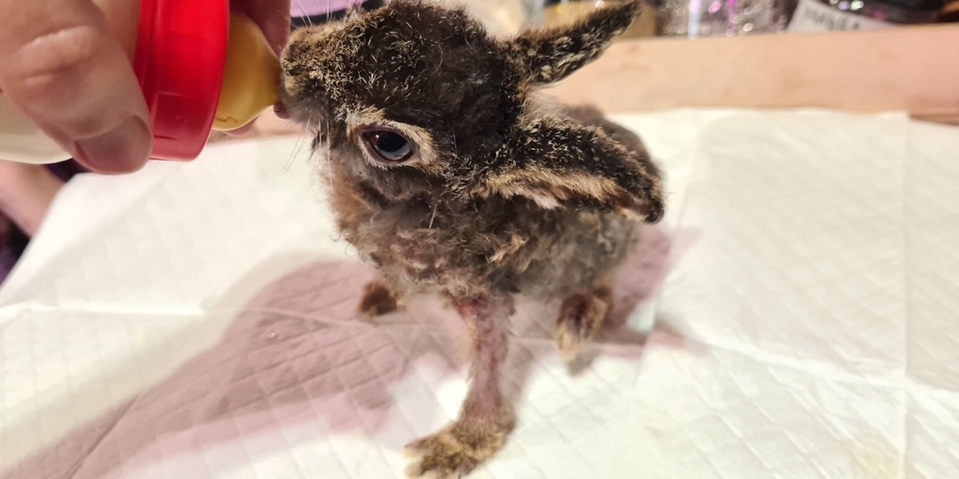 Обгоревший в Калужской области зайчик Горыныч активно пошел на поправку