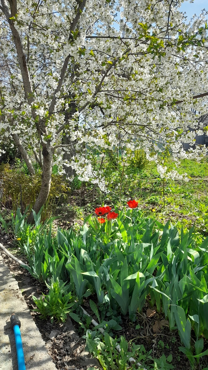 Мой прекрасный сад