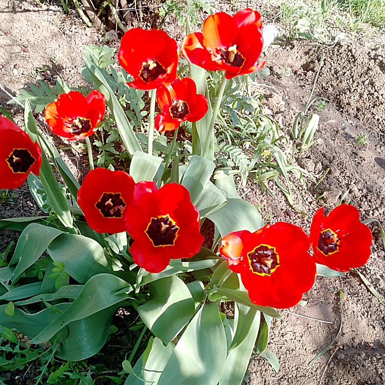 Мои тюльпаны расцвели