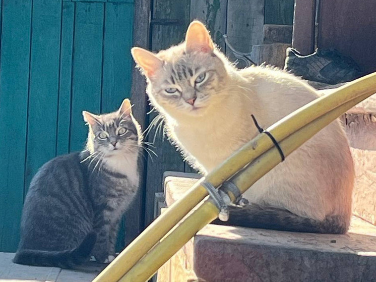     Фото иллюстративное, автор Сергей Валов