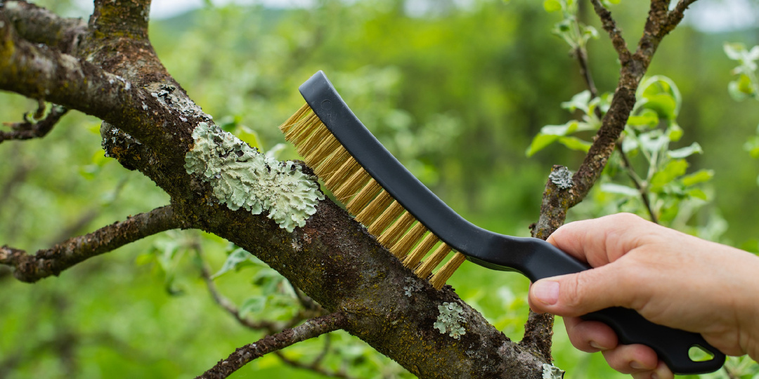 Садовый вар и лишайник: мифы, которые мешают вашему саду расти!