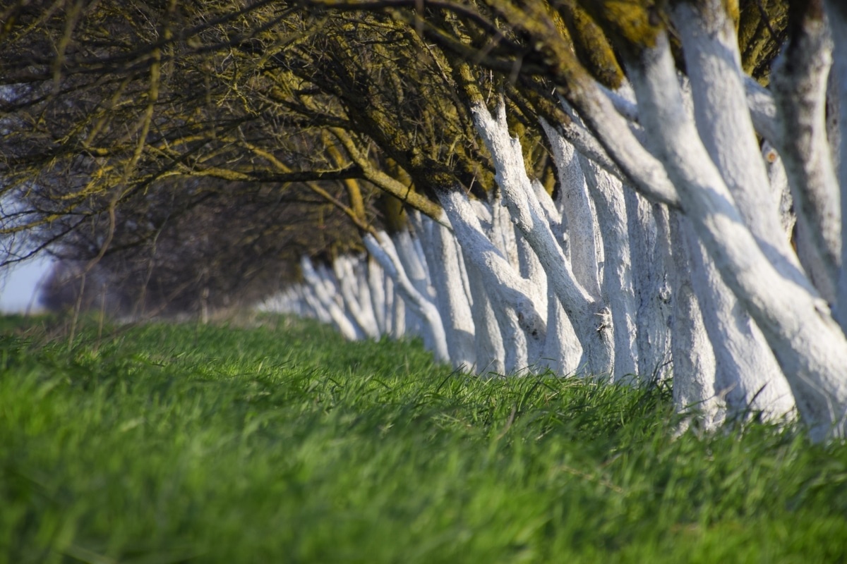 Деревья с белёными стволами. Фото: www.alamy.com