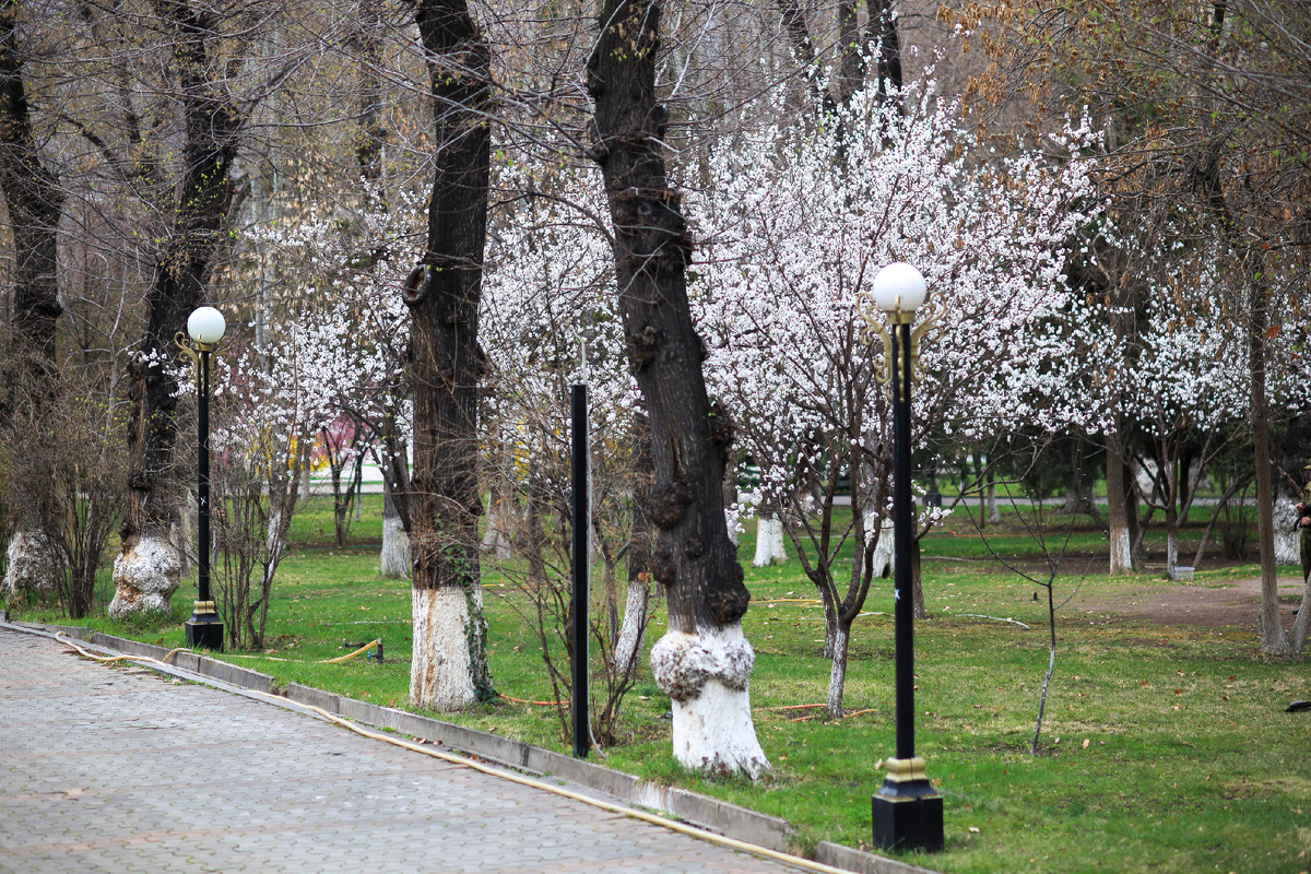 Белёные деревья в Ереване.