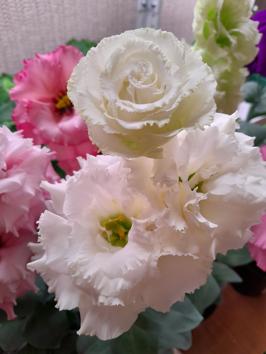 Эустомы серии Алисса