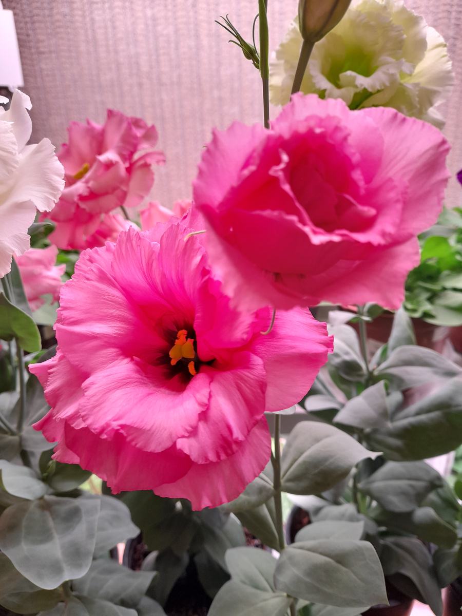 Алисса Роза F1