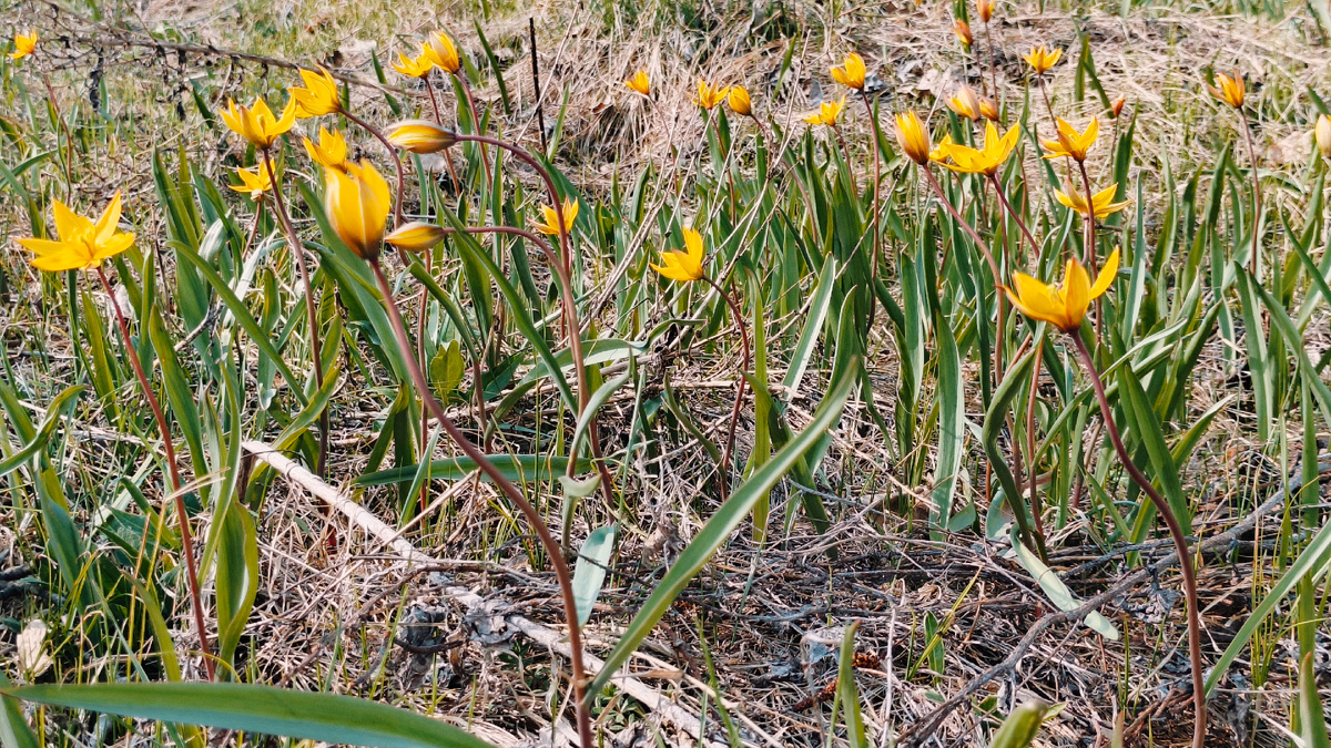 Тюльпан Биберштейна. В окрестностях посёлка Подбельск Похвистневского района Самарской области. Апрель 2025. Фото автора.