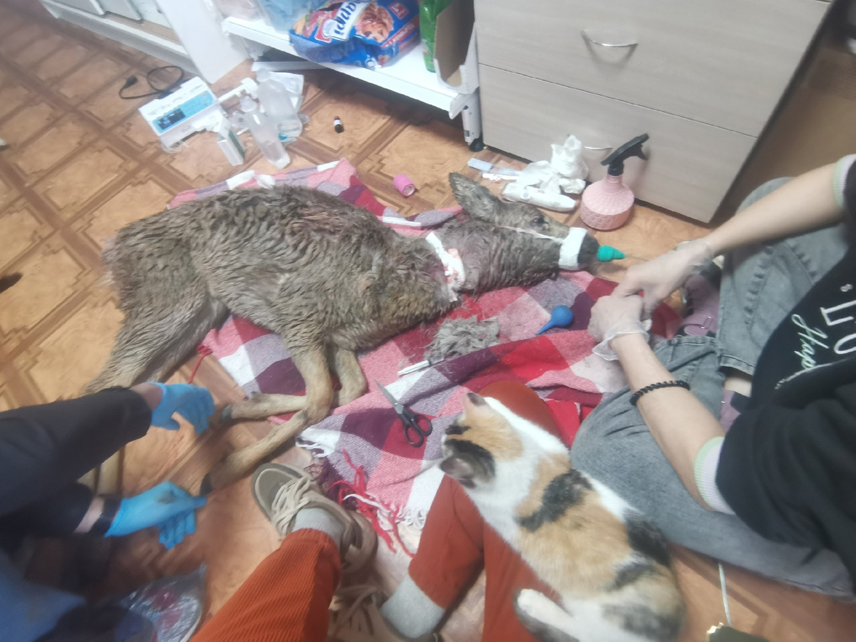 Фото: центр реабилитации диких животных «Солнечная птица»