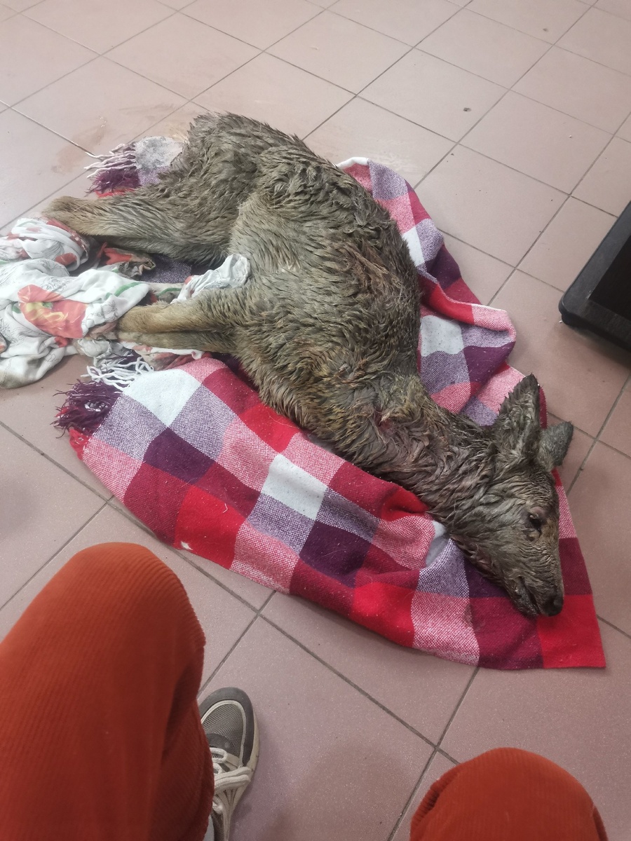 Фото: центр реабилитации диких животных «Солнечная птица»