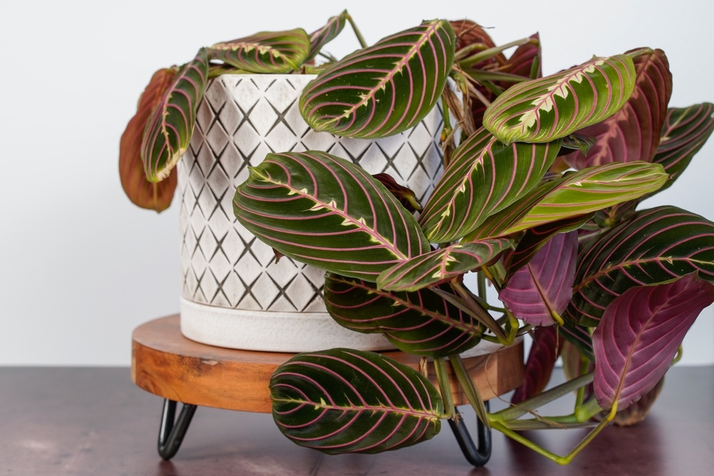 Автор: Kathy D. Reasor | Источник: Shutterstock
Авторские права: Copyright (c) 2023 Kathy D. Reasor/Shutterstock.