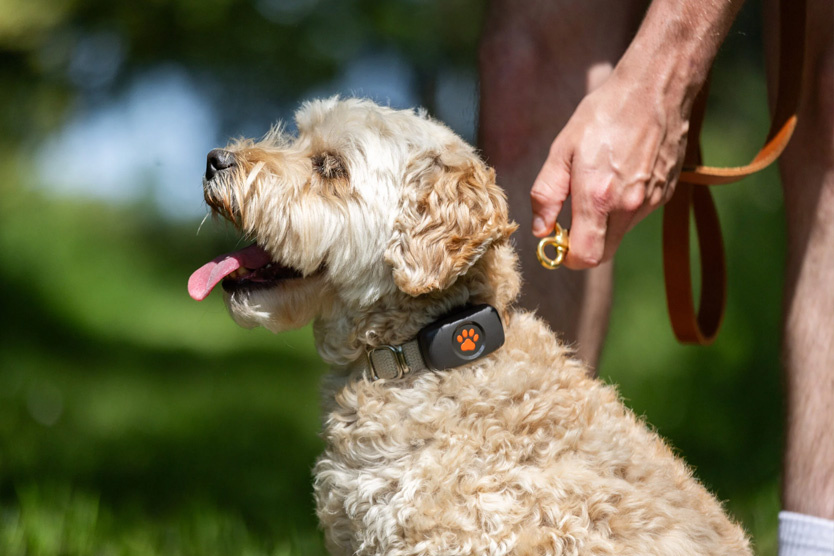    GPS-трекер для собаки   
Фото: Pitpatpet Ltd