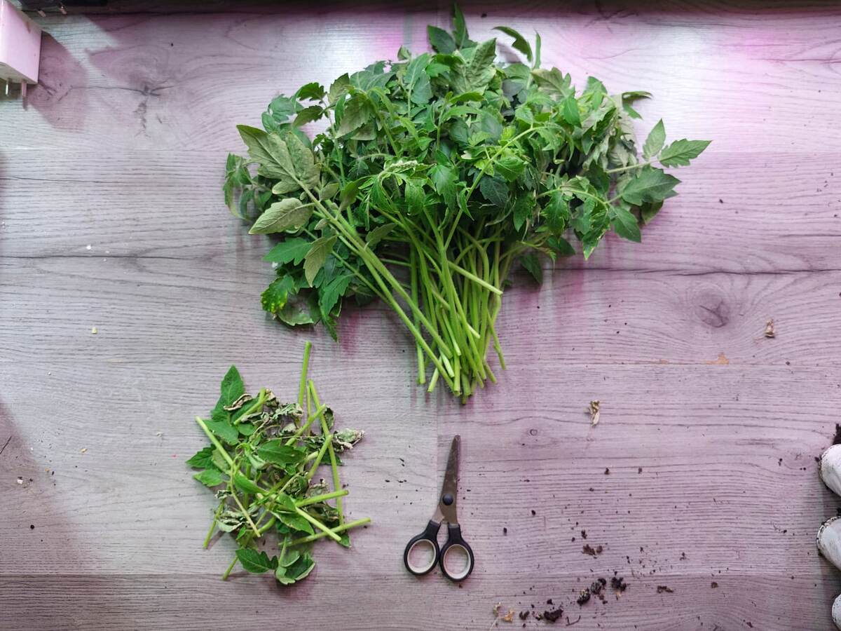 Обрезка рассады томатов