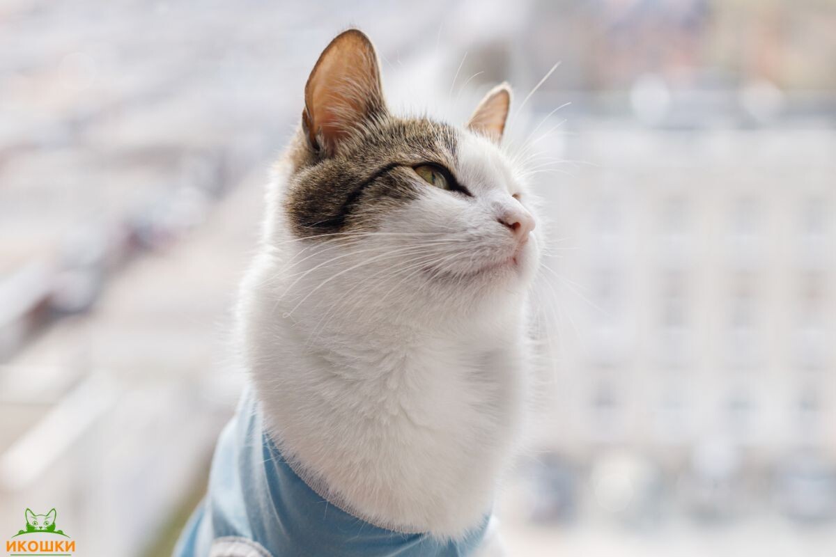 Милый кот после кастрации сидит у окна 