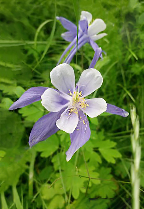 аквилегия - №1 из цветущих для теневого уголка