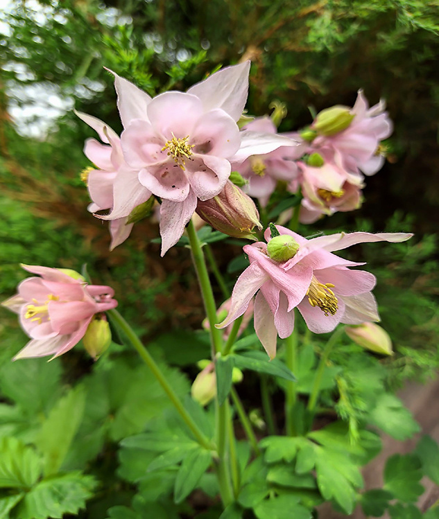 розовая аквилегия