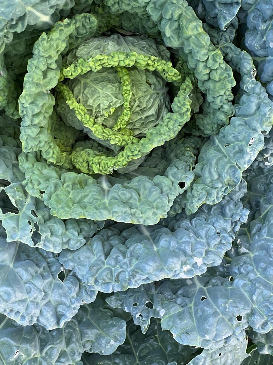 Савойская капуста