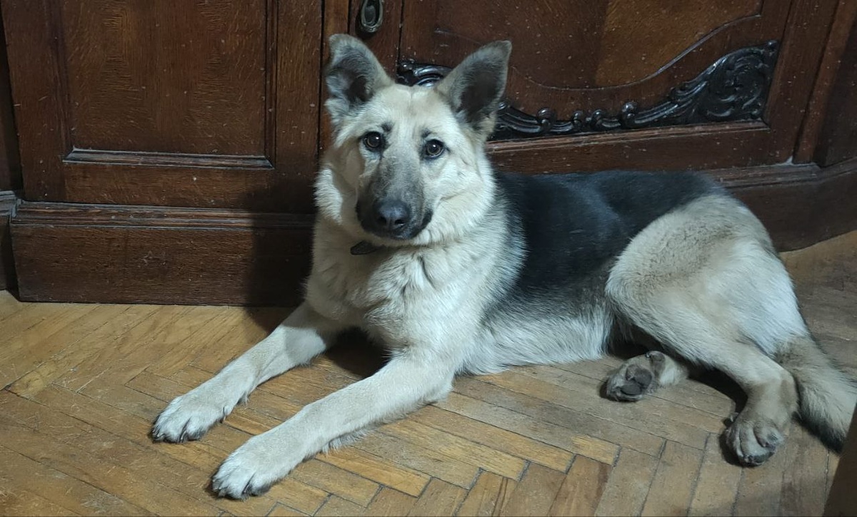 Первые дни. Вот такая собака