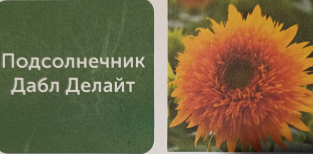 Декоративный подолнечник Дабл Делайт, Скрин картинки с пакета семян автора