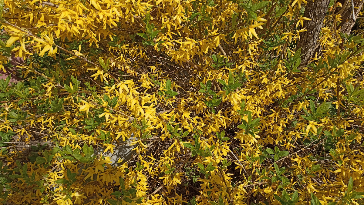 Форзиция всё ещё цветёт 