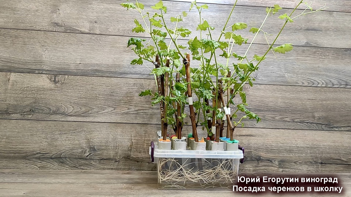 Можно укоренить вот в таком умном укоренителе черенки винограда в помещении.
