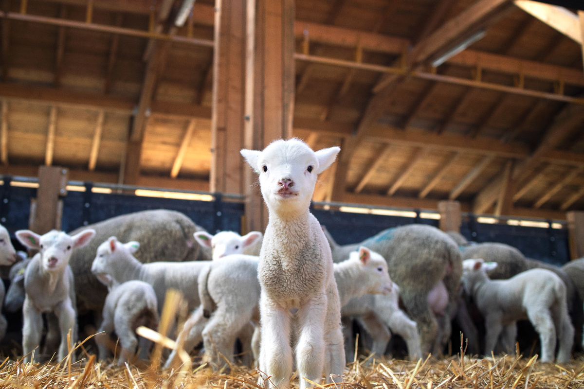 Источник : https://ru.freepik.com/free-photo/portrait-lovely-lamb-staring-front-cattle-barn_11036759.htm#fromView=search&page=1&position=20&uuid=40b3c615-963d-4fcc-9110-2d404610b506&query=%D0%AF%D0%B3%D0%BD%D1%91%D0%BD%D0%BE%D0%BA