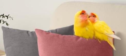 Фотография очень расплывчатая, так как снимала издалека, чтобы не спугнуть. Стеша к нам клювиком