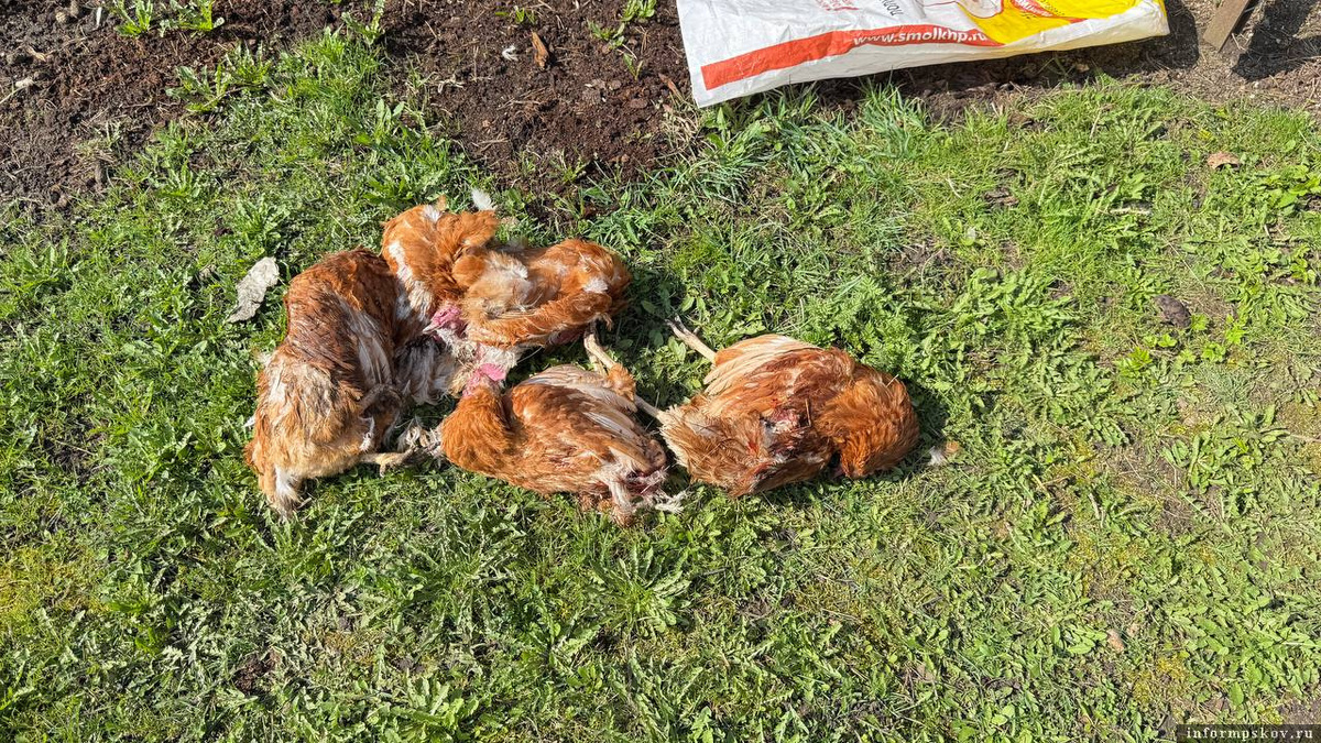 Фото хозяина участка