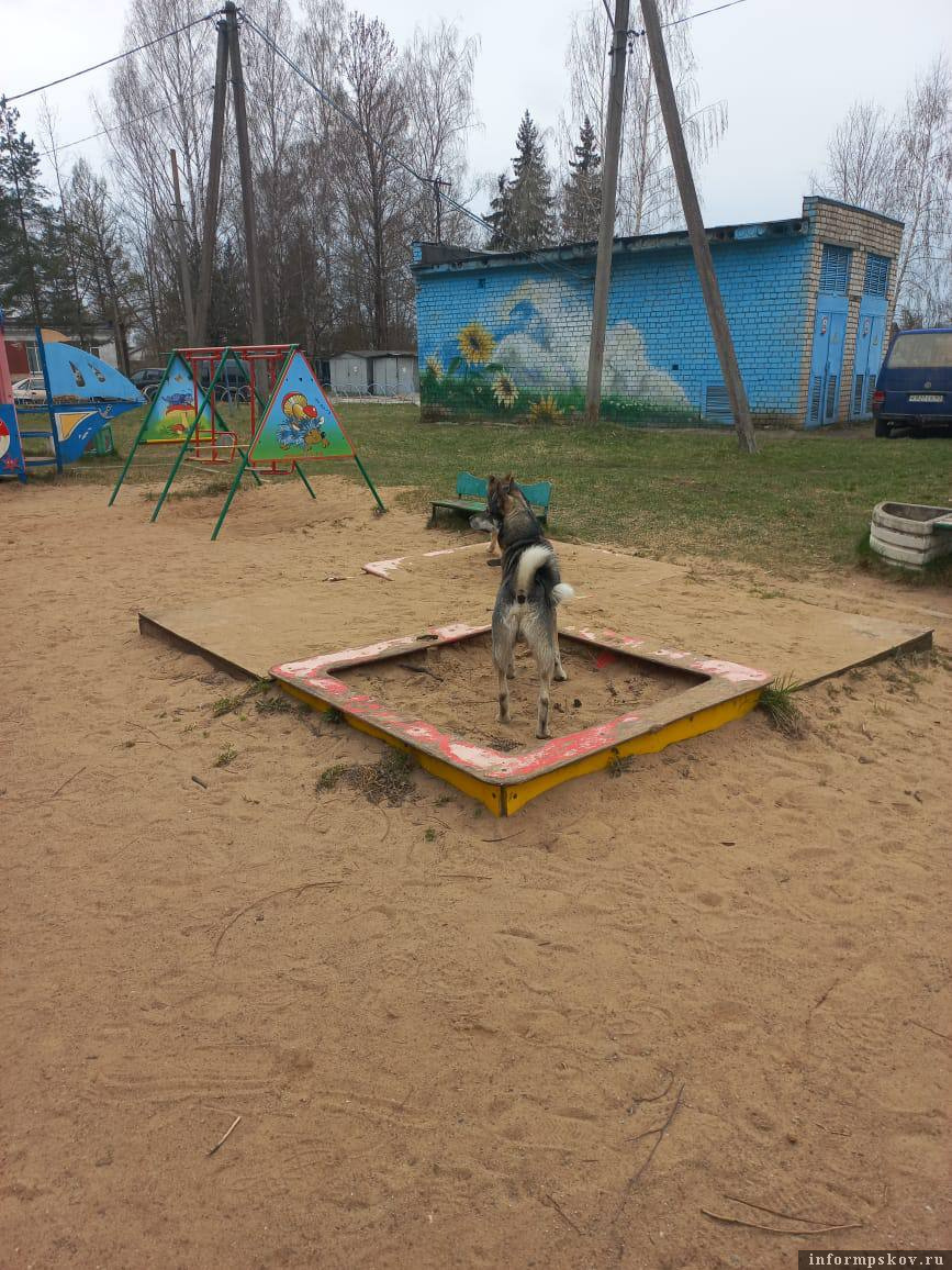 Бездомная собака на детской площадке. Фотография очевидцев