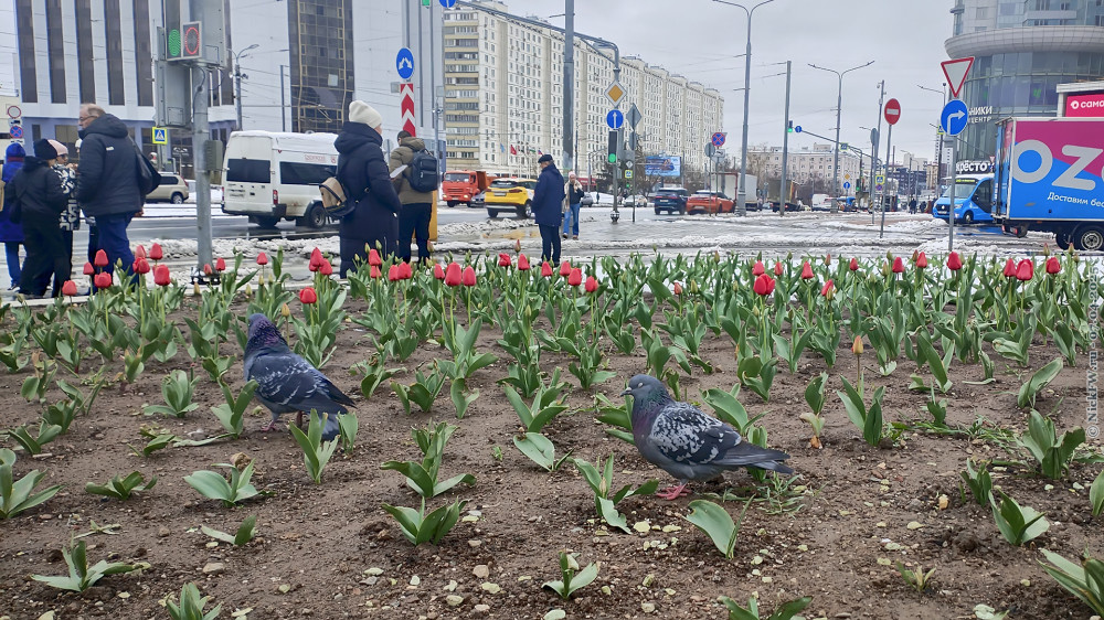1. Клумба с тюльпанами у метро Сокольники © NickFW.ru — 07.04.2025г.
