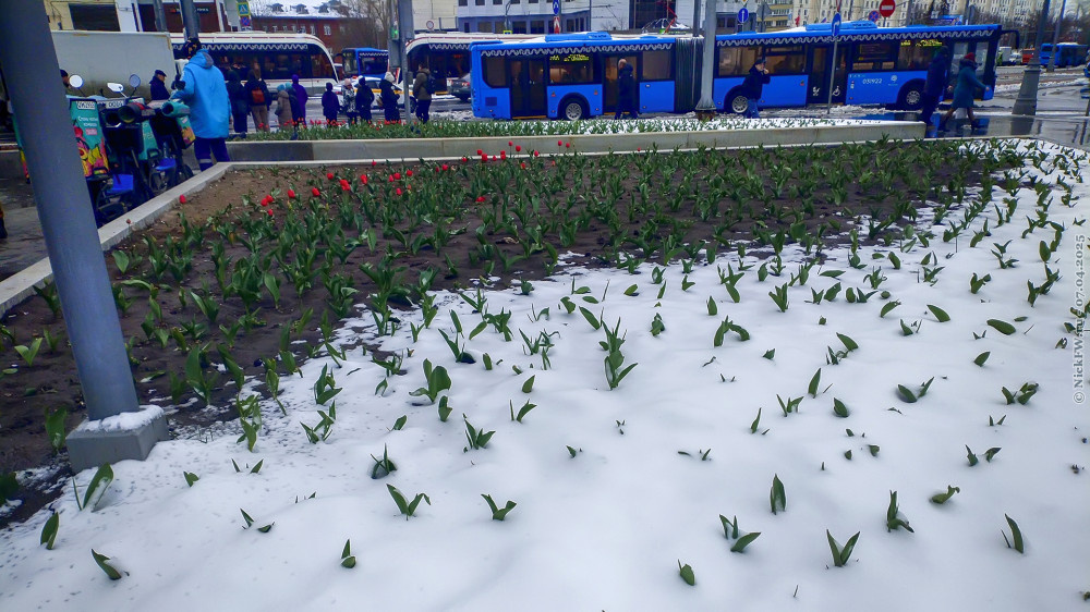 2. Клумбы с тюльпанами у метро Сокольники © NickFW.ru — 07.04.2025г.