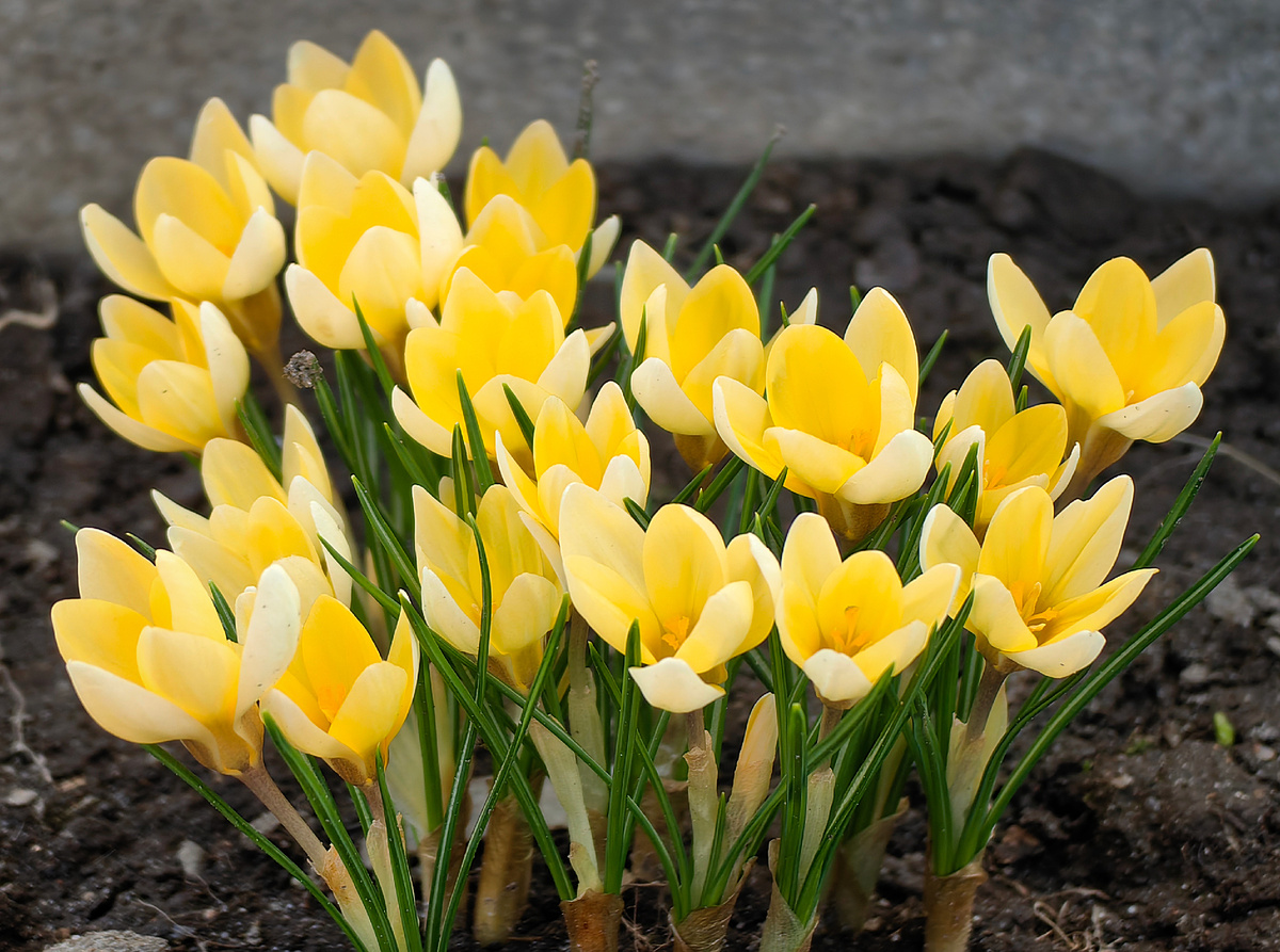 Жёлто-кремовый крокус "Крим бьюти" около теплицы 