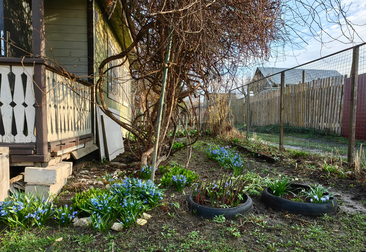 Моя дача, фото от 18 апреля 2025 года