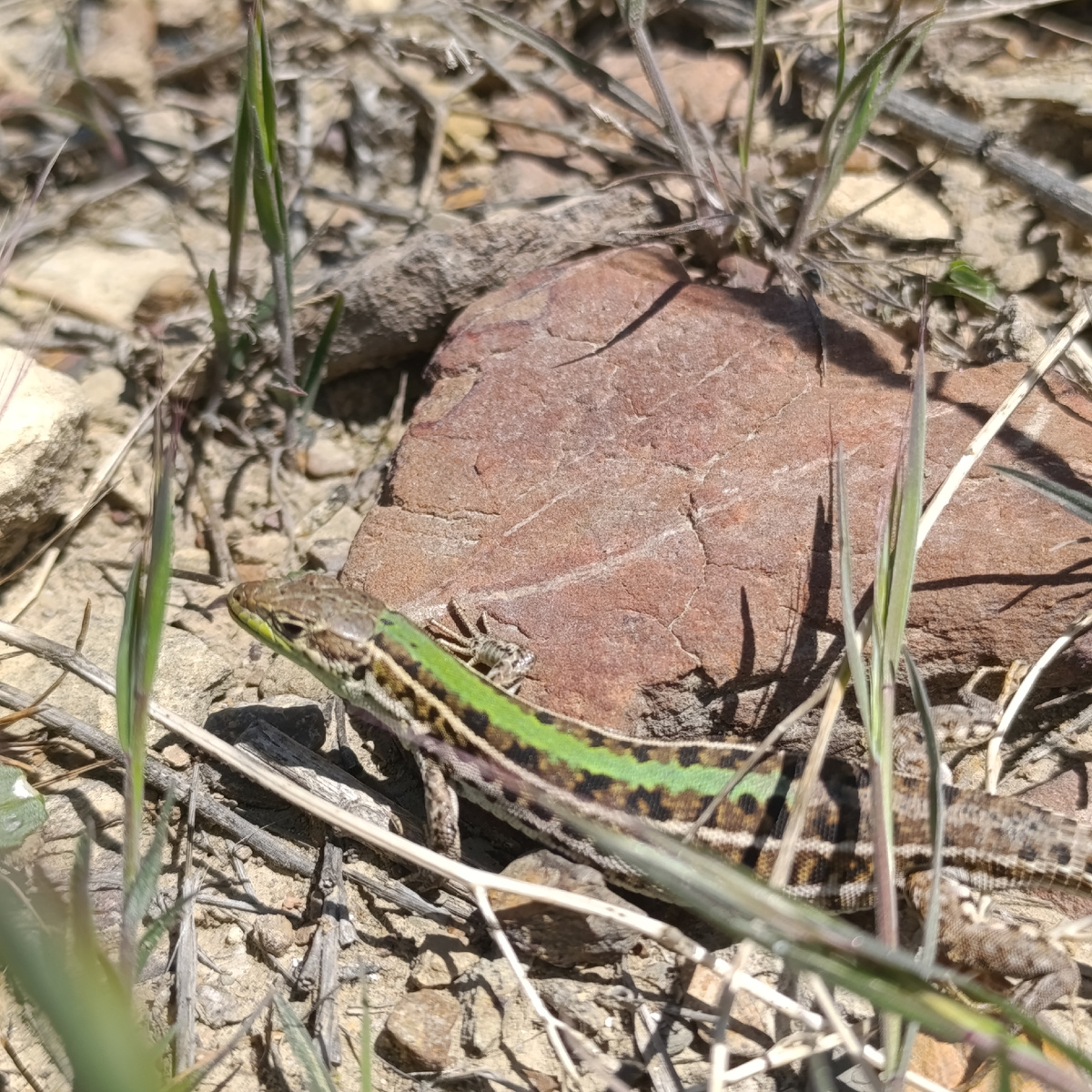 Хозяйка холмов