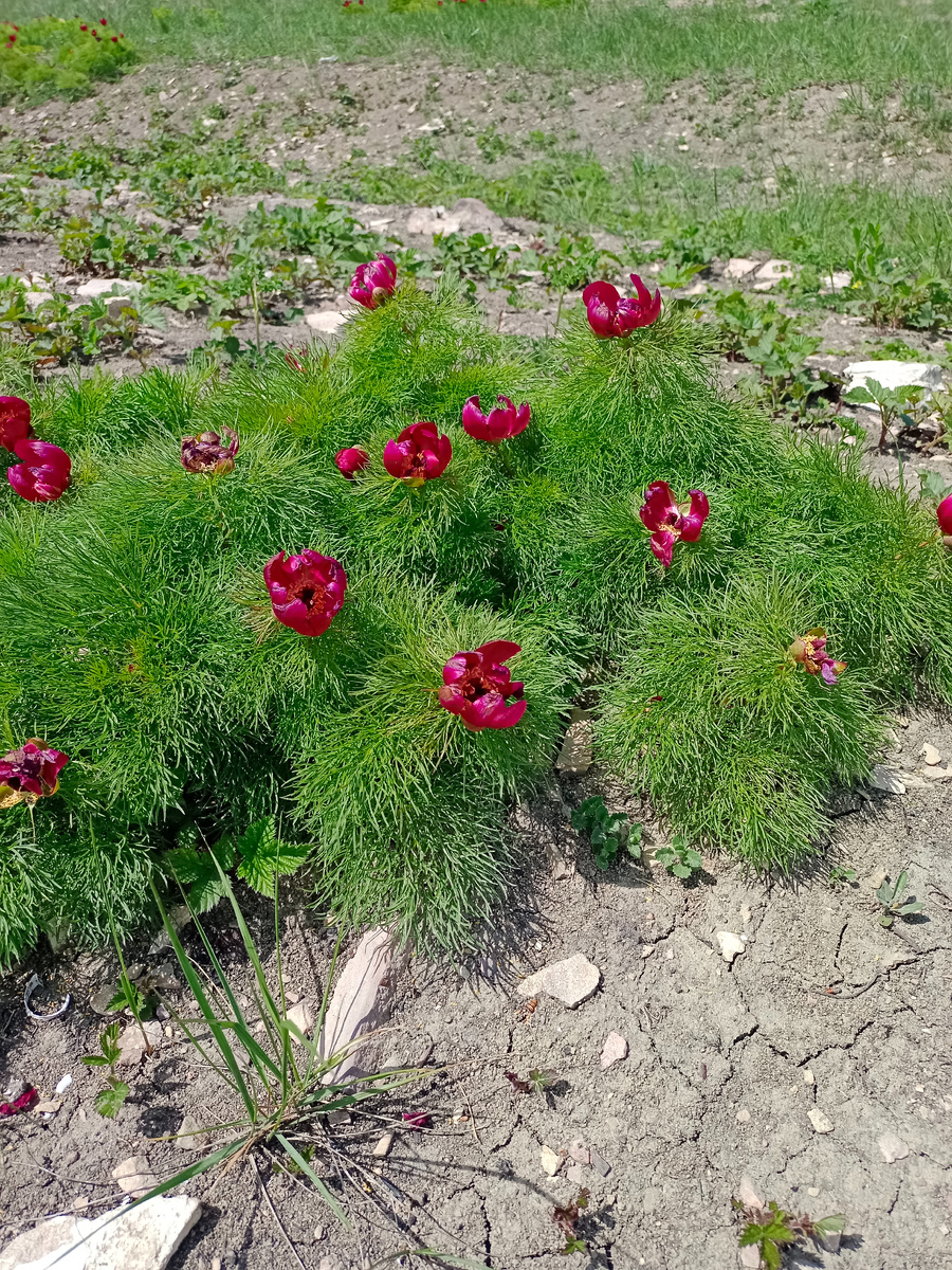 Дикие пионы