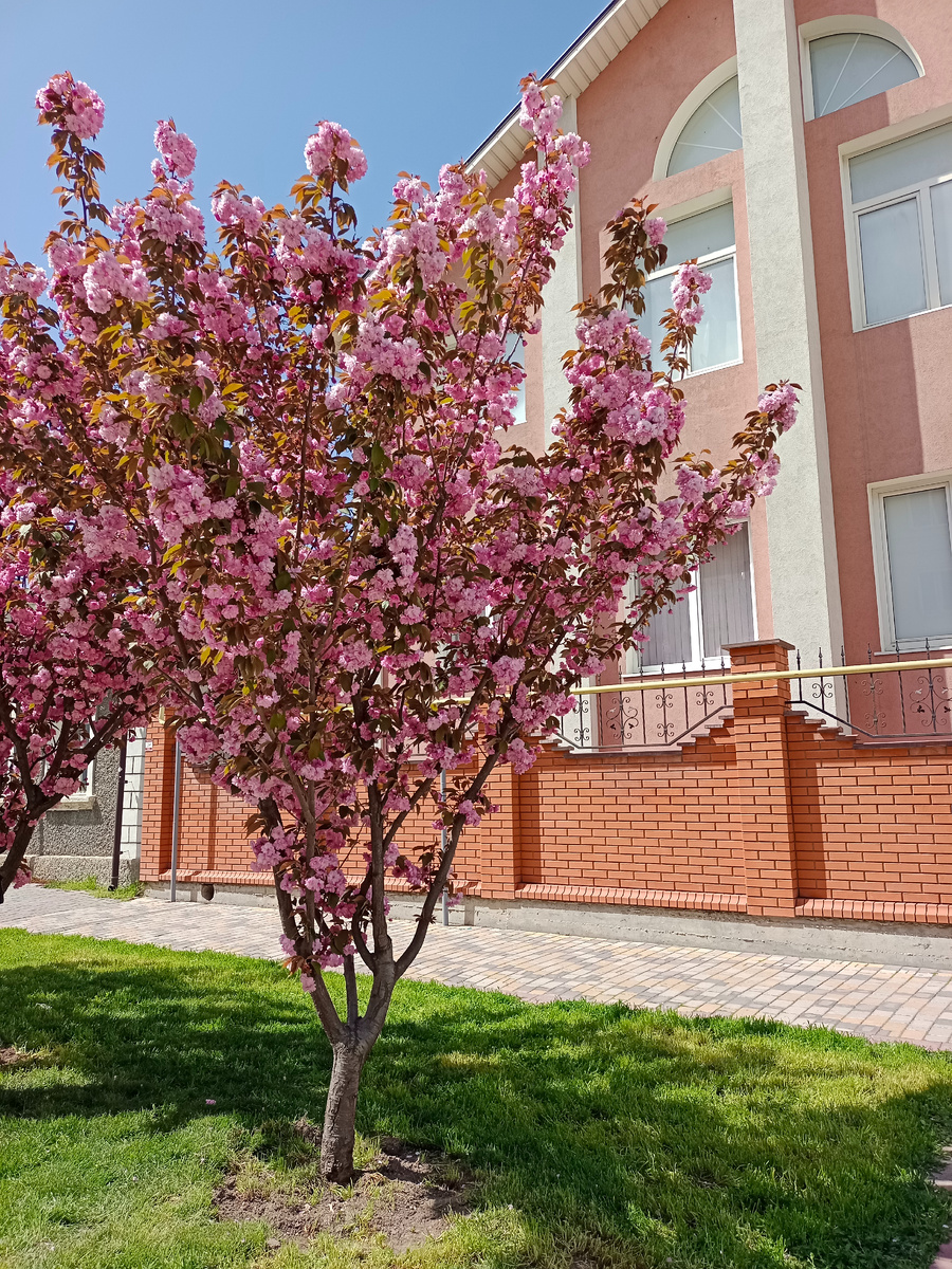 Слива, ну так утверждает Яндекс, кто я такая чтобы с ним спорить! 