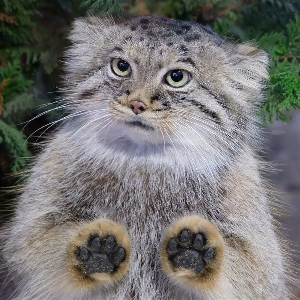 дикий кот манул, самый пушистый кот в мире, почему манул злой