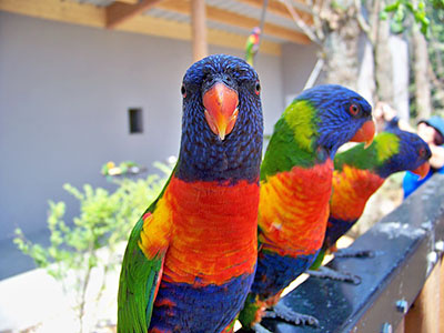 Попугаи Лори фото с https://zooprice.ru/