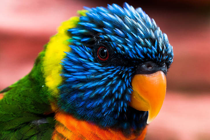 Попугаи Лори фото с https://puzzlegarage.com/