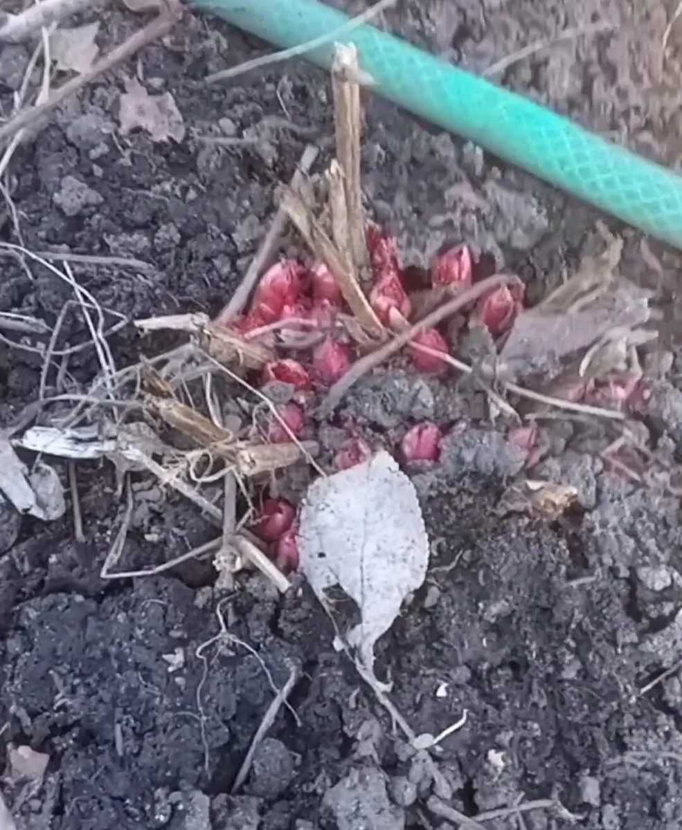 22 марта-только пробился сквозь грунт.