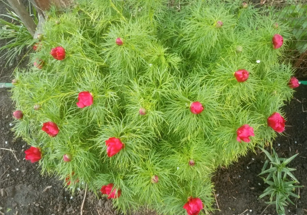 25 апреля - бутоны раскрываются на глазах.