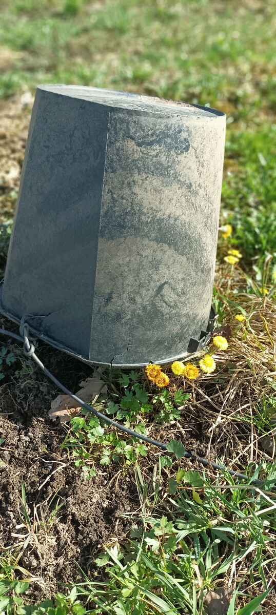 Из-под моего ведерка растут цветочки.