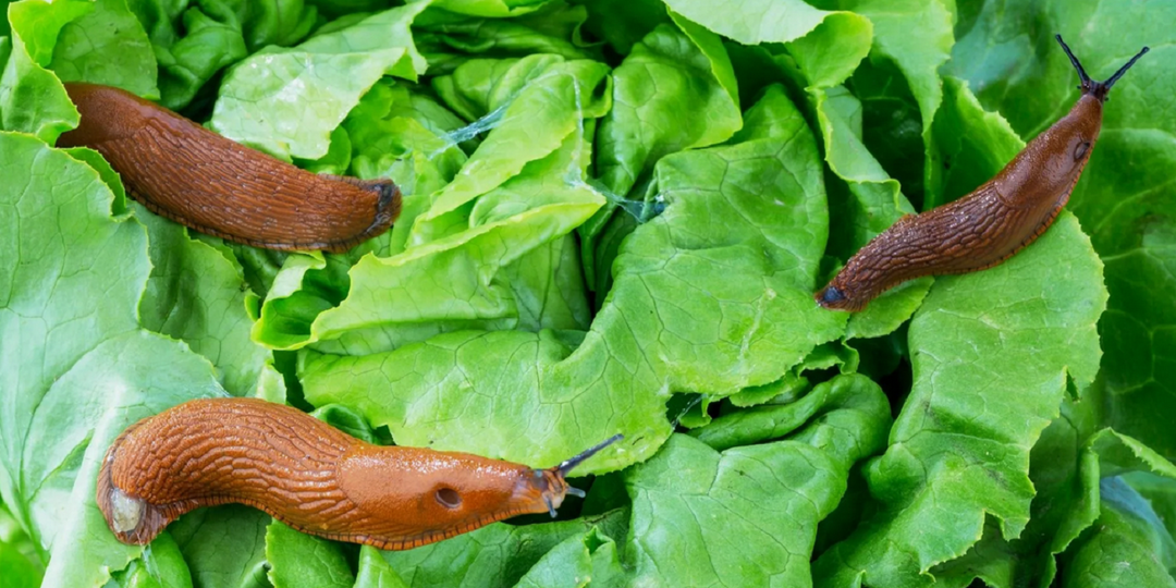 Слизни бегут как от огня: аптечная штука, которая изведет этих вредителей