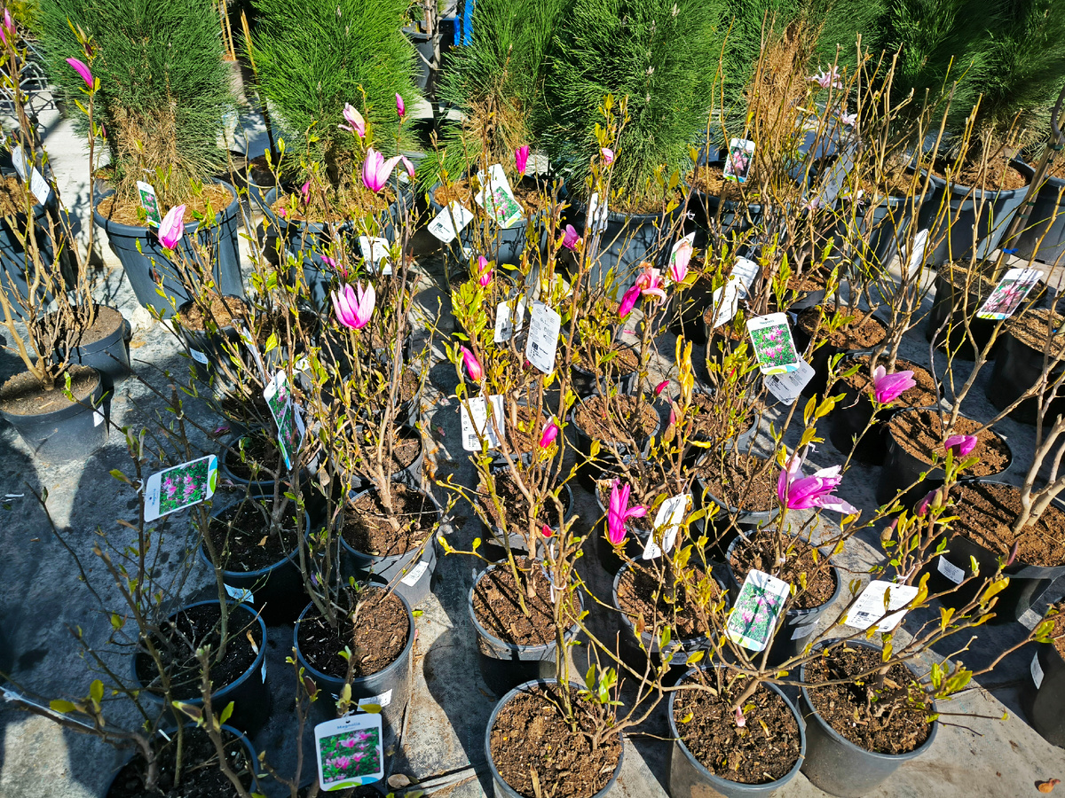 Магнолия "Сюзан"