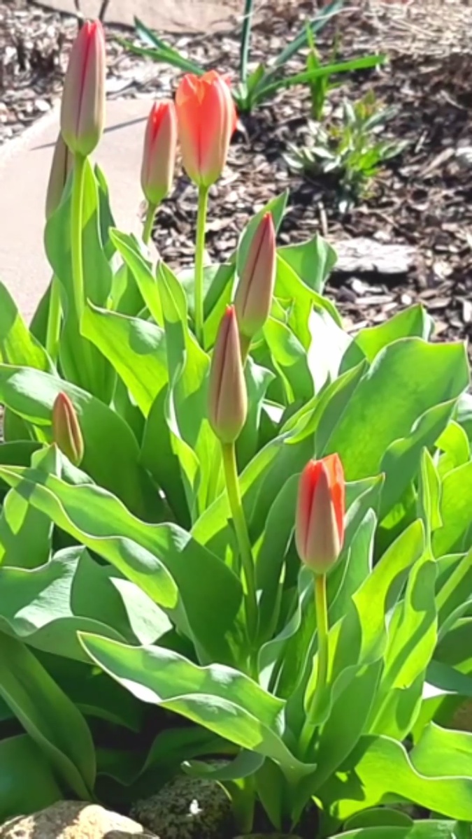 Весна. Тюльпаны в бутонах.